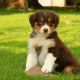 Australian Shepherd Puppies for sale in Campus Drive, Stanford, CA 94305, USA. price: NA
