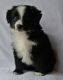 Australian Shepherd Puppies for sale in Delta County, CO, USA. price: $1,200