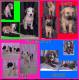 Australian Shepherd Puppies for sale in Dearborn, MI, USA. price: NA