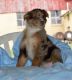 Australian Shepherd Puppies for sale in California Oaks Rd, Murrieta, CA 92562, USA. price: NA