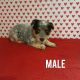 Australian Shepherd Puppies for sale in Wooster, OH 44691, USA. price: NA
