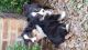 Australian Shepherd Puppies for sale in Marion, SC, USA. price: $400