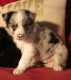 Australian Shepherd Puppies for sale in Rutherfordton, NC, USA. price: NA