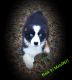 Australian Shepherd Puppies for sale in Allegan, MI 49010, USA. price: NA