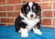 Australian Shepherd Puppies for sale in Columbus, OH, USA. price: NA