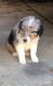 Australian Shepherd Puppies for sale in Irving, TX, USA. price: NA