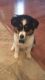 Australian Shepherd Puppies for sale in Cave Springs, AR, USA. price: NA
