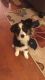 Australian Shepherd Puppies for sale in Cave Springs, AR, USA. price: NA