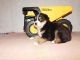 Australian Shepherd Puppies for sale in New Bremen, OH, USA. price: NA