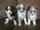 Australian Shepherd Puppies for sale in Texas Ave, Houston, TX, USA. price: NA
