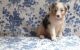 Australian Shepherd Puppies for sale in Mountain View, CA, USA. price: NA