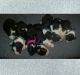 Australian Shepherd Puppies for sale in Cleveland, TX 77328, USA. price: NA