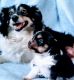 Australian Shepherd Puppies for sale in Isanti, MN 55040, USA. price: NA