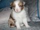 Australian Shepherd Puppies for sale in Bakersfield, CA, USA. price: $500