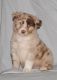 Australian Shepherd Puppies for sale in Fargo, ND, USA. price: NA