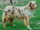 Australian Shepherd Puppies for sale in Dorset, OH 44032, USA. price: NA