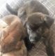 Australian Shepherd Puppies for sale in Lawrenceville, GA, USA. price: NA