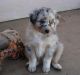 Australian Shepherd Puppies for sale in Apple Valley, CA 92308, USA. price: NA