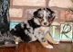 Australian Shepherd Puppies for sale in Austin St, Corpus Christi, TX, USA. price: NA