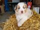 Australian Shepherd Puppies for sale in Ontario, OR 97914, USA. price: NA