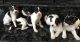 Australian Shepherd Puppies for sale in Chesterfield Township, MI, USA. price: NA