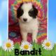 Australian Shepherd Puppies for sale in Albany, OR, USA. price: NA