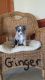 Australian Shepherd Puppies for sale in Sugarcreek, OH 44681, USA. price: NA