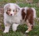 Australian Shepherd Puppies for sale in Ohio City, Cleveland, OH, USA. price: NA