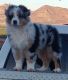 Australian Shepherd Puppies for sale in Red Oak, TX, USA. price: $1,500
