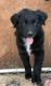 Australian Shepherd Puppies for sale in Ellenboro, NC 28040, USA. price: NA