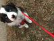 Australian Shepherd Puppies for sale in Mississauga, ON, Canada. price: $650