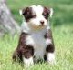 Australian Shepherd Puppies for sale in Texas Ave, Houston, TX, USA. price: NA