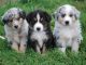 Australian Shepherd Puppies for sale in Hogansburg, Bombay, NY, USA. price: NA