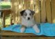 Australian Shepherd Puppies for sale in Basking Ridge, NJ 07920, USA. price: NA