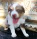 Australian Shepherd Puppies for sale in Reading, PA 19605, USA. price: NA