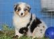 Australian Shepherd Puppies for sale in Escondido, CA, USA. price: NA