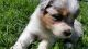Australian Shepherd Puppies for sale in Bala Cynwyd, PA, USA. price: NA