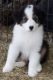 Australian Shepherd Puppies for sale in Jennings, FL 32053, USA. price: $5,616,440,000