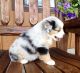 Australian Shepherd Puppies for sale in Tecate, CA 91987, USA. price: NA