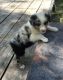 Australian Shepherd Puppies for sale in Mound, MN 55364, USA. price: NA