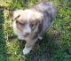 Australian Shepherd Puppies for sale in Bristol, ME, USA. price: NA