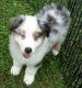 Australian Shepherd Puppies for sale in Orlando, FL, USA. price: $650