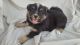 Australian Shepherd Puppies for sale in Berthoud, CO, USA. price: $900