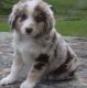 Australian Shepherd Puppies for sale in Bozeman, MT, USA. price: $650