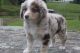 Australian Shepherd Puppies for sale in West Lafayette, IN, USA. price: $500
