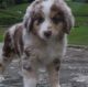 Australian Shepherd Puppies for sale in Brunswick, OH 44212, USA. price: $500