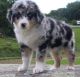 Australian Shepherd Puppies for sale in Tinley Park, IL, USA. price: NA