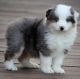 Australian Shepherd Puppies for sale in Shawnee, OK, USA. price: NA