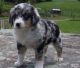 Australian Shepherd Puppies for sale in Norwich, CT, USA. price: $600