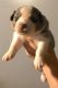 Australian Shepherd Puppies for sale in Union Mills, IN 46382, USA. price: $650